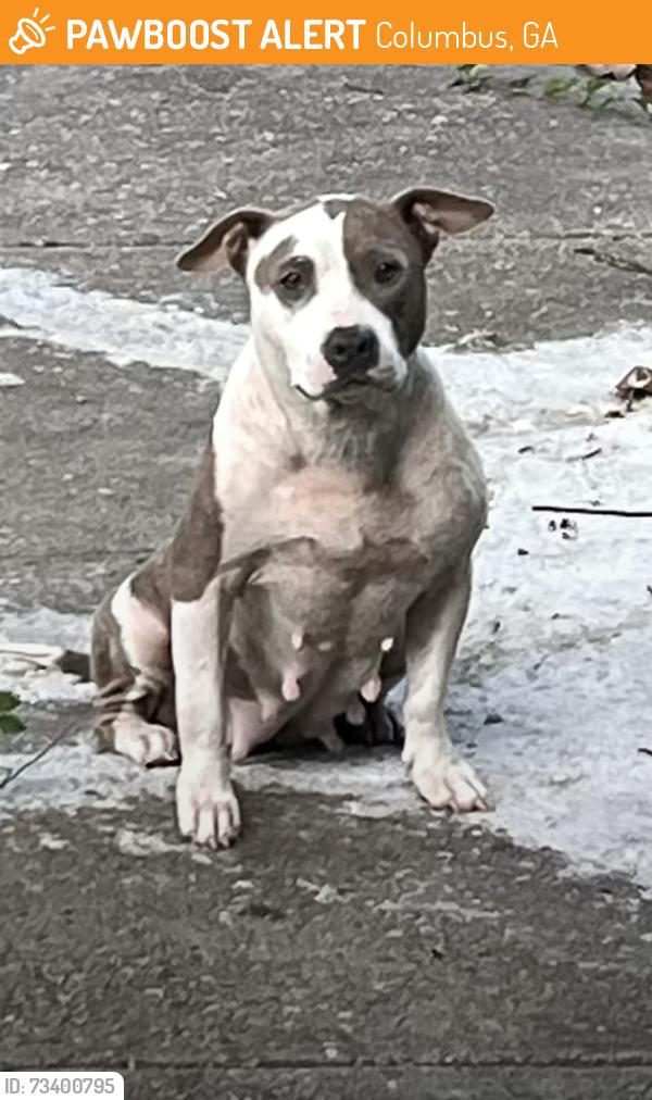 Found/Stray Female Dog last seen Near parkchester dr, Columbus, GA 31906