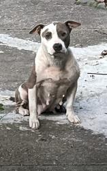 Found/Stray Female Dog last seen Near parkchester dr, Columbus, GA 31906