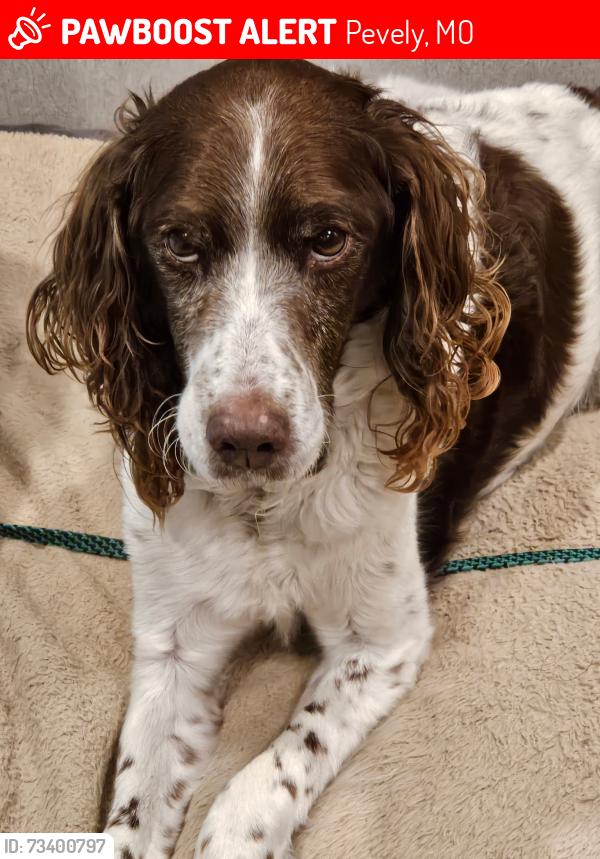 Lost Male Dog last seen Front Street and Highway Z, Grace Life Church, Pevely, MO 63070