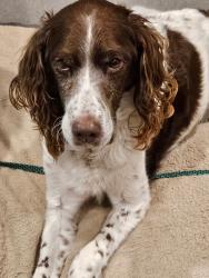 Lost Male Dog last seen Front Street and Highway Z, Grace Life Church, Pevely, MO 63070