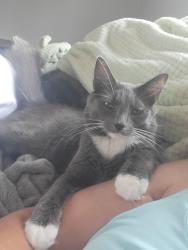 Lost Male Cat last seen Jerome Street Painted Post NY, Painted Post, NY 14870