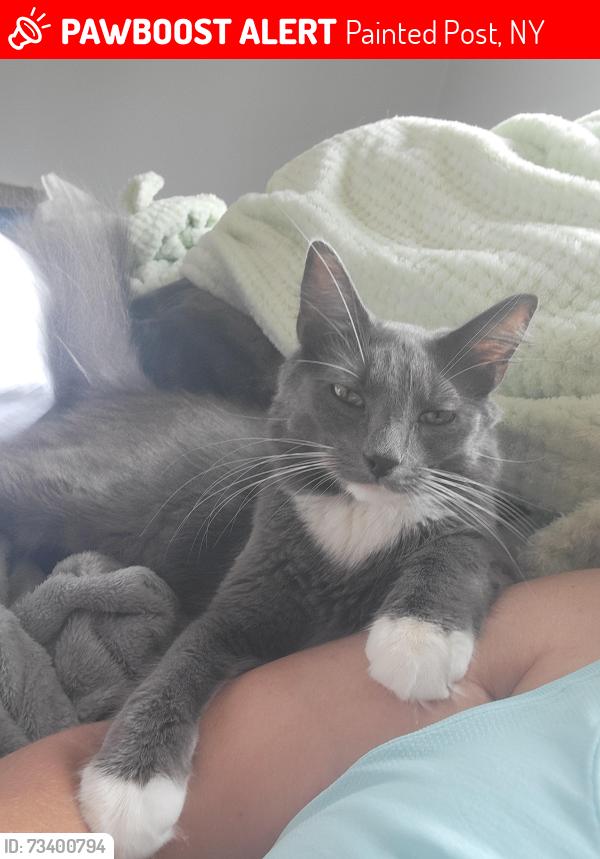 Lost Male Cat last seen Jerome Street Painted Post NY, Painted Post, NY 14870