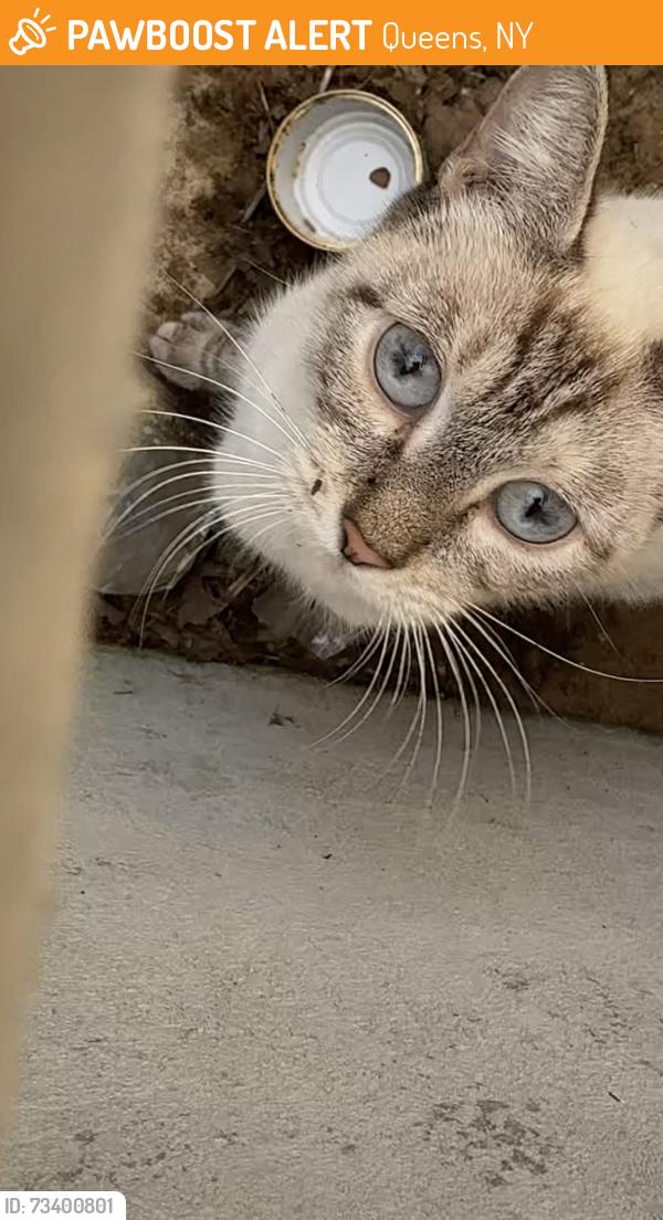 Found/Stray Female Cat last seen Close to the resorts casino, Queens, NY 11417