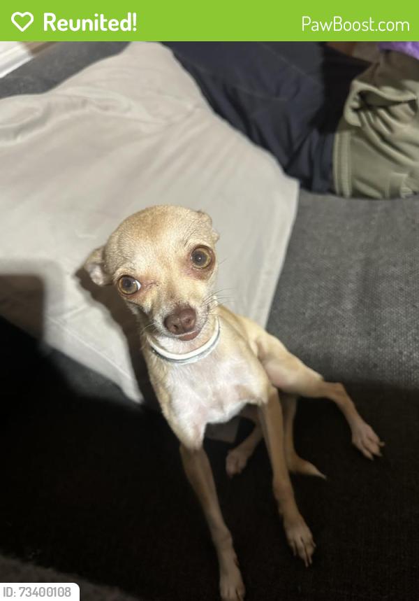 Reunited Female Dog last seen Near highway, Perris, CA 92570