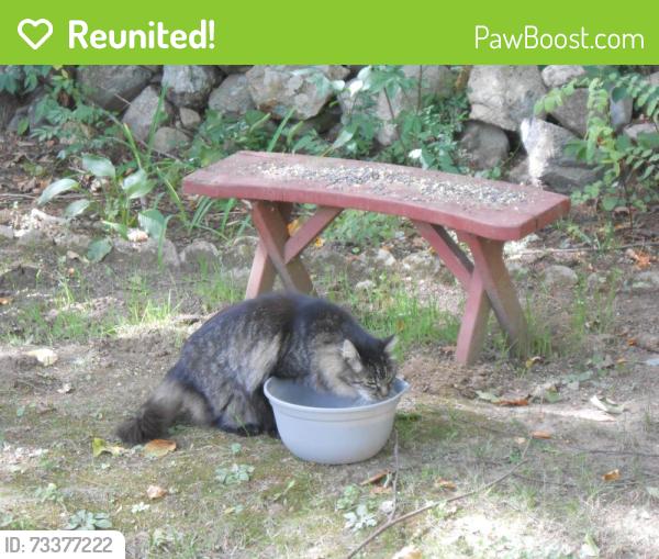 Reunited Unknown Cat last seen Haas Road and Mountain Road, Somers, CT 06071