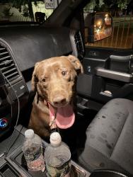 Reunited Unknown Dog last seen Dunkin on union ave, Paterson, NJ 07502