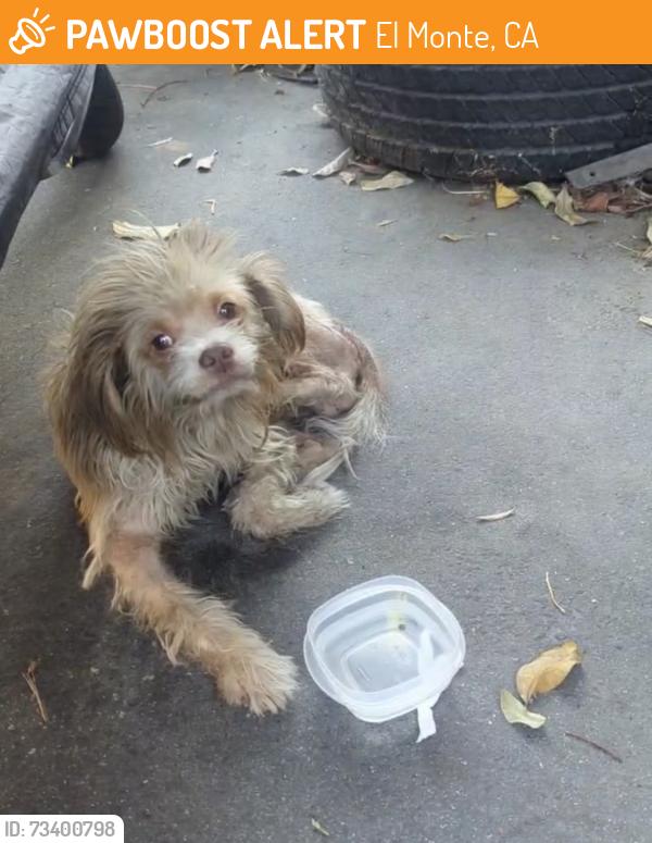 Found/Stray Male Dog last seen Santa Anita and Cypress, El Monte, CA 91731