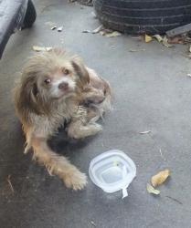 Found/Stray Male Dog last seen Santa Anita and Cypress, El Monte, CA 91731