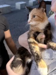 Found/Stray Female Cat last seen Near Pippas, Danbury, CT 06810