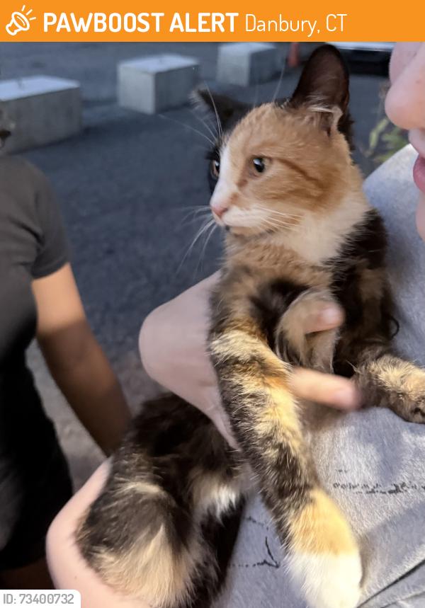 Found/Stray Female Cat last seen Near Pippas, Danbury, CT 06810