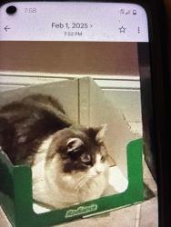 Reunited Female Cat last seen Bloomfield ave, Philadelphia, PA 19115