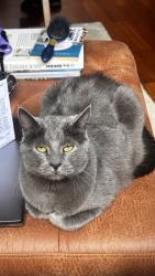 Lost Male Cat last seen Bloomingdale and Western, Chicago, IL 60647
