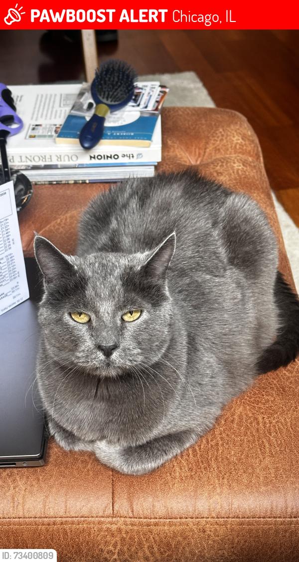 Lost Male Cat last seen Bloomingdale and Western, Chicago, IL 60647