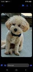 Lost Male Dog last seen Near s 1840 e, Draper, UT 84020