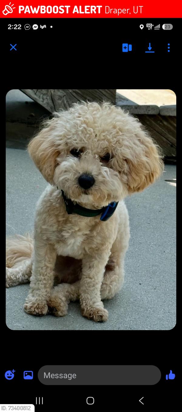 Lost Male Dog last seen Near s 1840 e, Draper, UT 84020