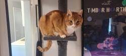 Lost Male Cat last seen W Center St and 500 E, Midvale, UT 84047