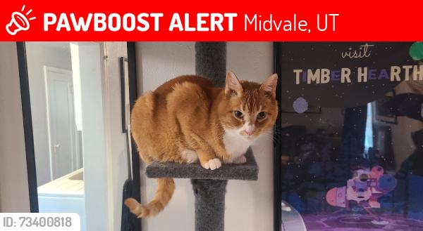 Lost Male Cat last seen W Center St and 500 E, Midvale, UT 84047