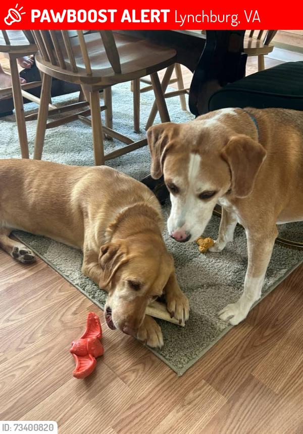 Lost Male Dog last seen Near McVeigh, Lynchburg, VA 24502