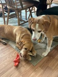 Lost Male Dog last seen Near McVeigh, Lynchburg, VA 24502