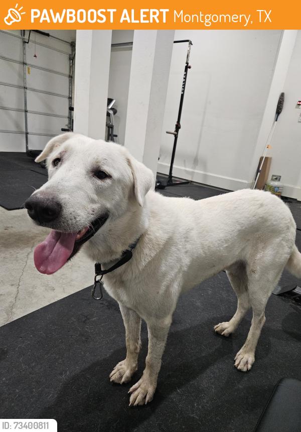 Found/Stray Male Dog last seen Near Hills Parkway, Montgomery, TX 77316