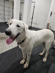 Found/Stray Male Dog last seen Near Hills Parkway, Montgomery, TX 77316