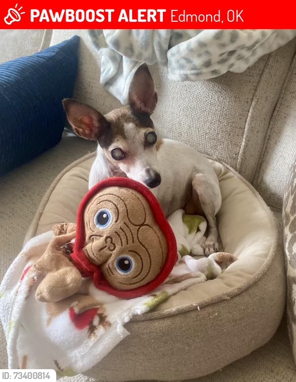 Lost Female Dog last seen Scarlet Oak and 181st st, Edmond, OK 73012