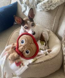 Lost Female Dog last seen Scarlet Oak and 181st st, Edmond, OK 73012