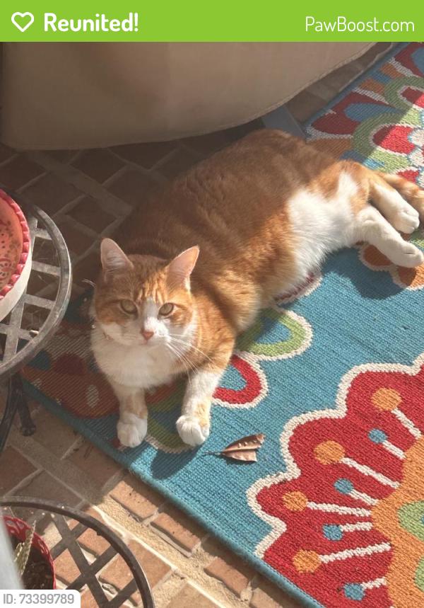 Reunited Female Cat last seen Near Norvell Rd, Spring Hill, FL 34608, USA, Spring Hill, FL 34608