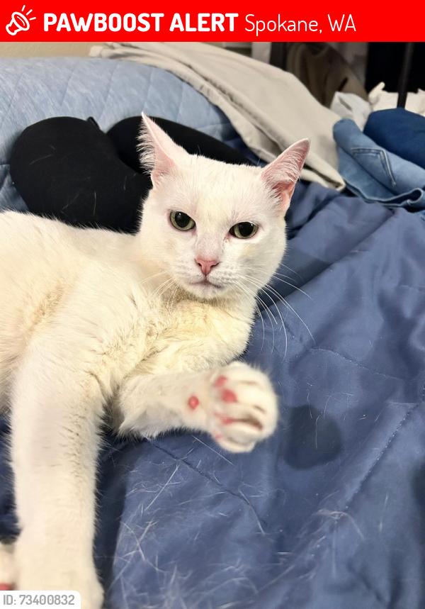 Lost Female Cat last seen 35th Ave spokane, Spokane, WA 99223
