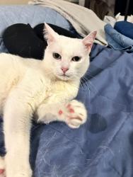 Lost Female Cat last seen 35th Ave spokane, Spokane, WA 99223