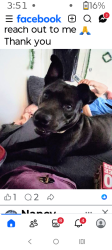 Lost Female Dog last seen A Ross from excel energy stadium, Saint Paul, MN 55102