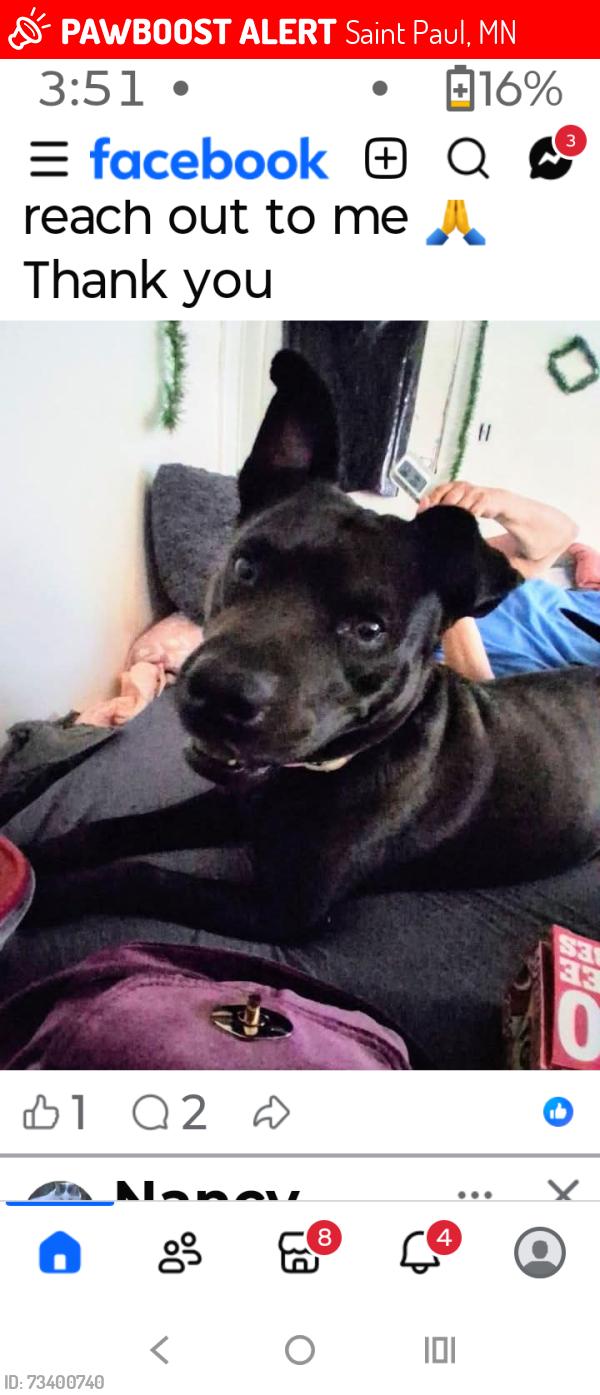 Lost Female Dog last seen A Ross from excel energy stadium, Saint Paul, MN 55102