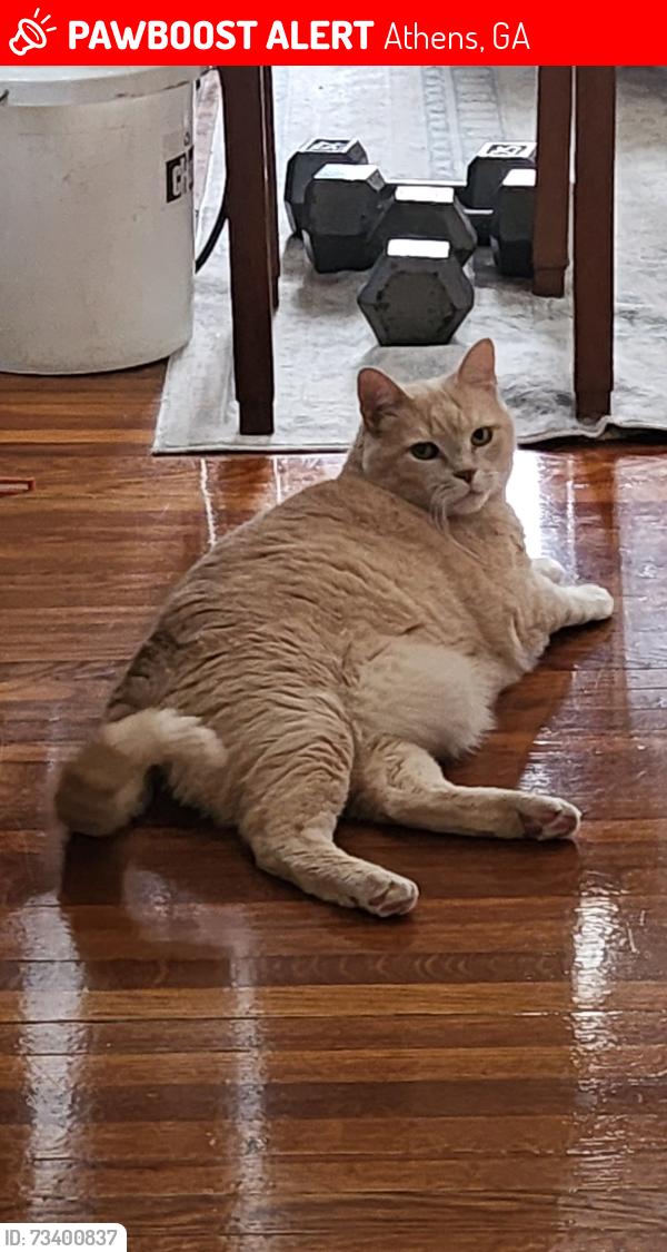 Lost Male Cat last seen University Drive and Milledge Terrace, Athens, GA 30605