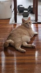 Lost Male Cat last seen University Drive and Milledge Terrace, Athens, GA 30605