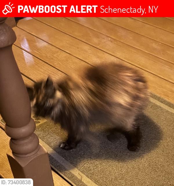 Lost Female Cat last seen Bedford And Rankin, Schenectady, NY 12308