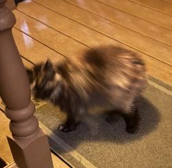 Lost Female Cat last seen Bedford And Rankin, Schenectady, NY 12308