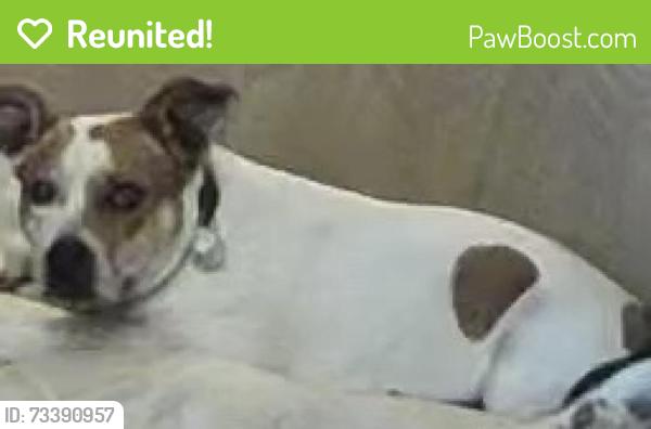 Reunited Female Dog last seen Pebble Beach and La Paz, Victorville, CA 92395