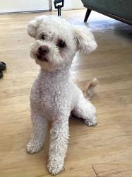 Found/Stray Unknown Dog last seen Coit and Campbell Road, Dallas, TX, Richardson, TX 75080