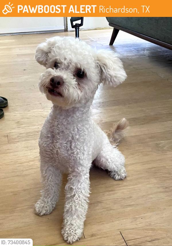 Found/Stray Unknown Dog last seen Coit and Campbell Road, Dallas, TX, Richardson, TX 75080