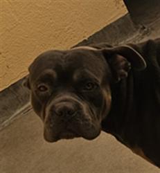 Shelter Stray Male Dog last seen , West Valley Animal Shelter, 20655 Plummer St, Chatsworth, CA 91311, USA