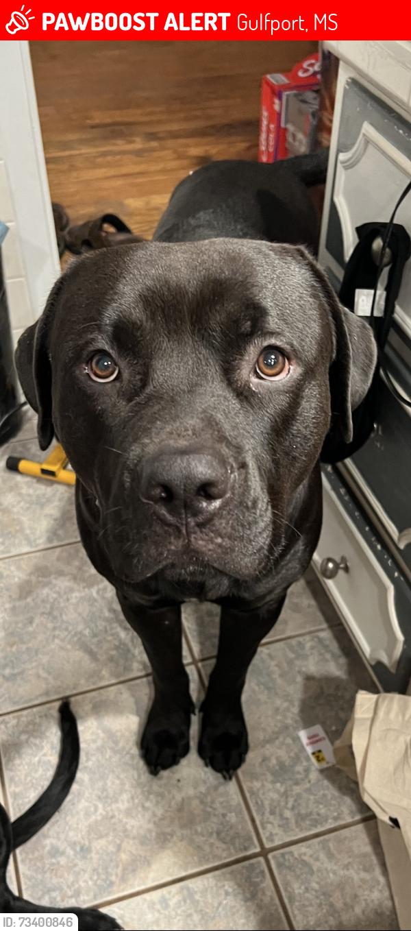 Lost Male Dog last seen Teagarden Rd and courthouse, Gulfport, MS 39507