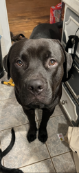 Lost Male Dog last seen Teagarden Rd and courthouse, Gulfport, MS 39507