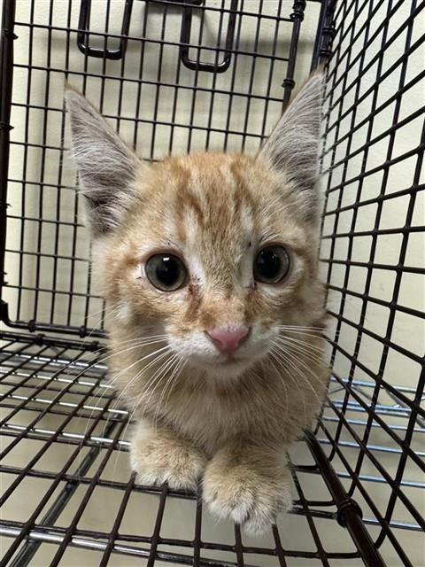 Shelter Stray Male Cat last seen GRAND AVE & WINTERS ST, 2127 Front St, Sacramento, CA 95818, USA