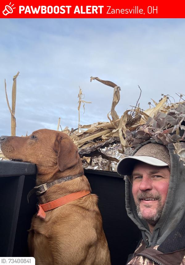 Lost Male Dog last seen Near adamsville rd. Zanseville OH, Zanesville, OH 43701