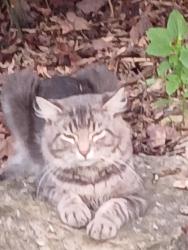Found/Stray Unknown Cat last seen Lake Shawnee Ted Ensley Gardens by big fountain, Topeka, KS 66605