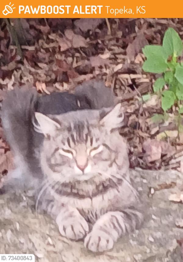 Found/Stray Unknown Cat last seen Lake Shawnee Ted Ensley Gardens by big fountain, Topeka, KS 66605