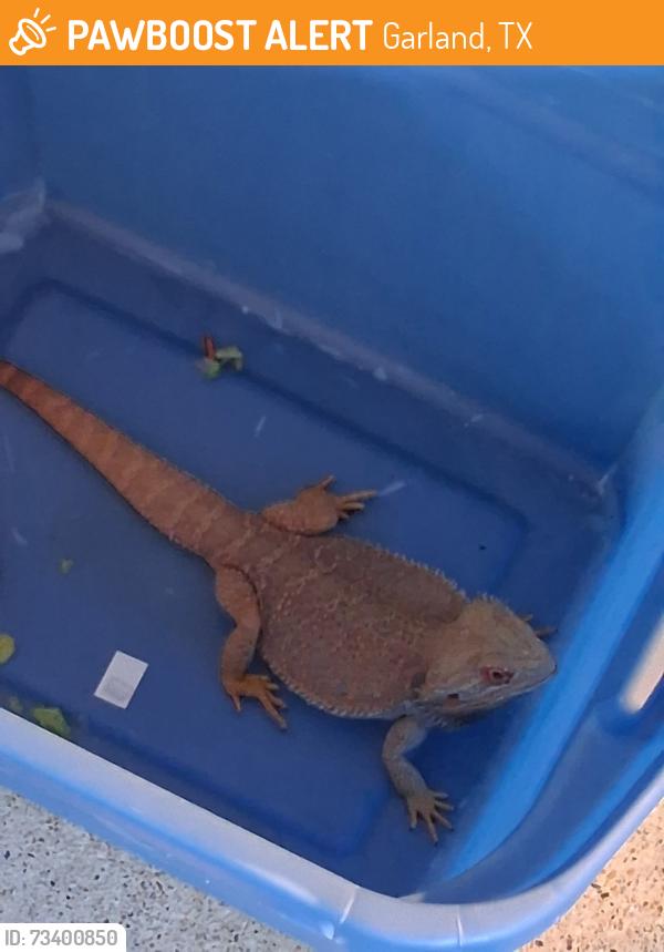 Found/Stray Male Reptile last seen Near Tahoe drive, Garland, TX 75043