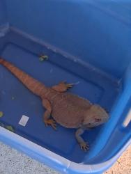 Found/Stray Male Reptile last seen Near Tahoe drive, Garland, TX 75043