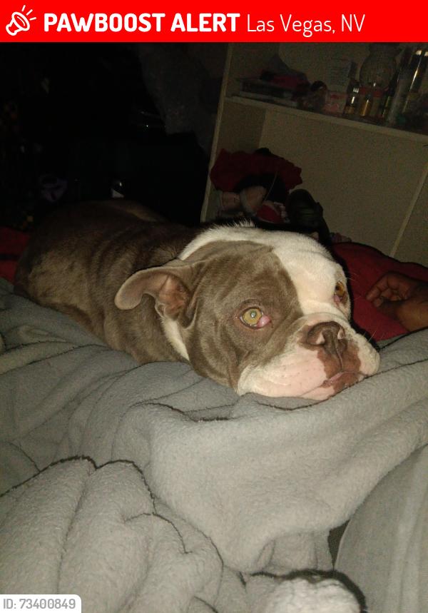 Lost Male Dog last seen Maryland pwy and katy, Las Vegas, NV 89169