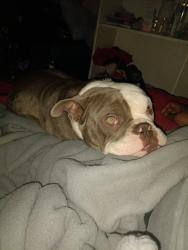 Lost Male Dog last seen Maryland pwy and katy, Las Vegas, NV 89169